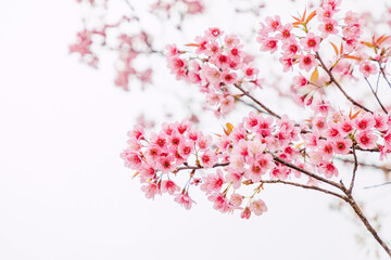 Obraz na płótnie Canvas Sakura flower background. Spring background with cherry flowers blossom