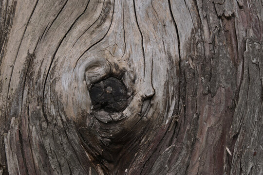 Dried tree wood texture with a circular node detail.