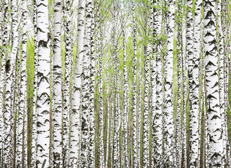 Fototapety  Background of first spring greens in birch grove