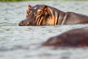 Hippopotame (hippopotamus amphibius)- Hippopotamus Africa