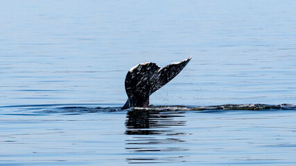 Diving great whale 