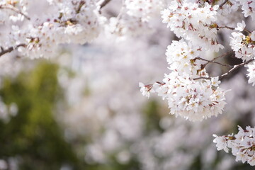 Sakura in full bloom in Japan