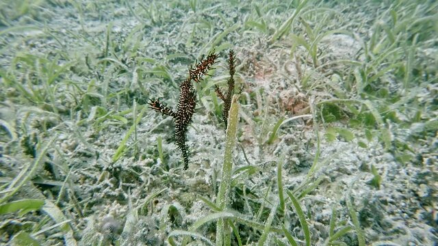 A pair of ornate ghost pipefish or harlequin ghost pipefish (solenostomus paradoxus), diving in the colorful coral reef of Cabilao Island, Philippines, Asia
