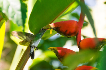 A small hummingbird feeding on a lobster claw Heliconia flower with an unfocused background.