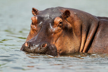 Hippopotame (hippopotamus amphibius)- Hippopotamus Africa