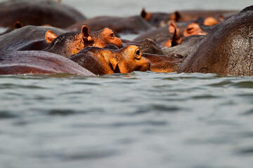 Hippopotame (hippopotamus amphibius)- Hippopotamus Africa