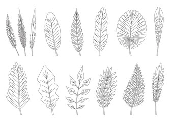 Fototapeta premium Collection of tropical abstract green isolated leaves. Botanical elements for marketing cosmetics spa or beauty care products. Leafs of exotic plant in coloring style