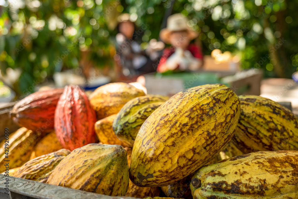 Wall mural cacao pods cocoa pods organic chocolate farm thailand, cacao thailand pods, fresh cocoa pod cut expo