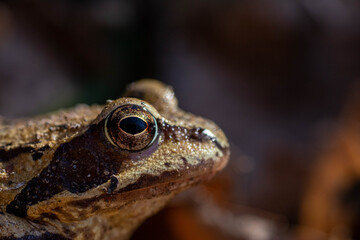 lo sguardo del rospo