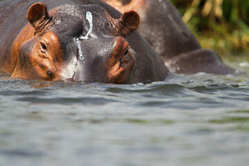 Fototapeta premium Hippopotame (hippopotamus amphibius)- Hippopotamus Africa