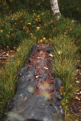 path in autumn forest