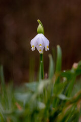 camapnella nella rugiada