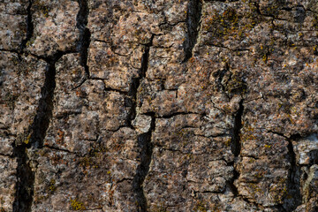 texture corteccia