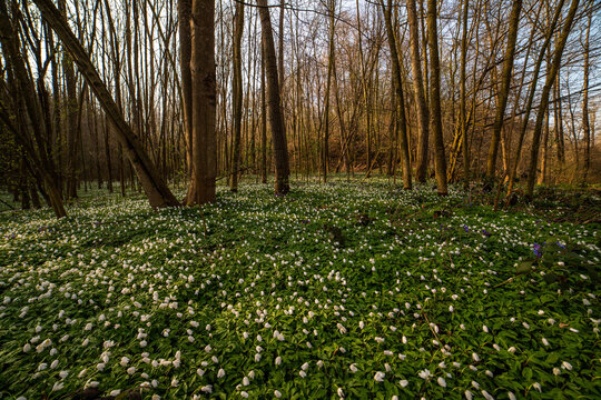 fiori bianchi nel sottobosco