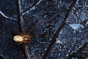 Autumn morning. Colorful leaves. Spider.