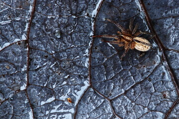 Autumn morning. Colorful leaves. Spider.