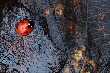 Autumn morning. Colorful leaves. Ladybug.
