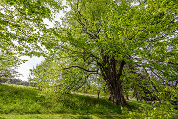 Fototapeta na wymiar The memorable tree Sarbochova Lipa in Orlicke Hory, Czech republic.