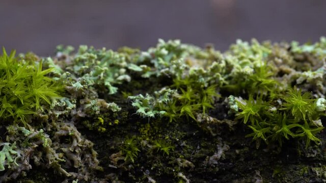 Slide parallel to dead wood being full of life. Pioneering species, lichens and mosses, colonizing a seemingly barren environment. Extreme macro.
