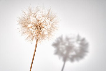 Fluffy dandelion flower on white background