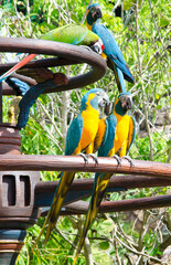 blue and yellow macaw