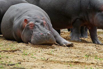 Hippopotame (hippopotamus amphibius)- Hippopotamus Africa