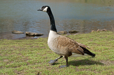 Canada goose (Branta canadensis), large wild goose with black head and neck, white cheeks, white under its chin, and brown body