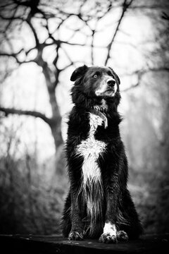 Border Collie Trone