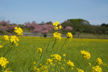 春の日差しを浴びた花が咲き乱れる風景