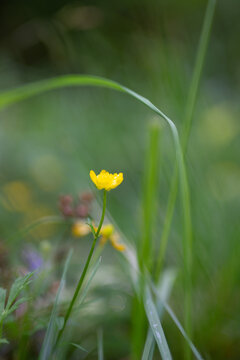 Vertical selective focus shot of a small yellow flower growing in a dield