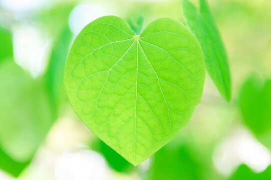 48 Best マルバノキ Images Stock Photos Vectors Adobe Stock 48 Best マルバノキ Images Stock Photos Vectors Adobe Stock