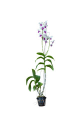 White and purple orchid flower bloom and hanging in a black plastic pot in the garden isolated on white background included clipping path.
