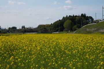 春の日差しを浴びた花が咲き乱れる風景
