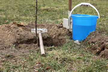 an apple tree seedling is set in a hole with a shovel and a bucket of water in the background....