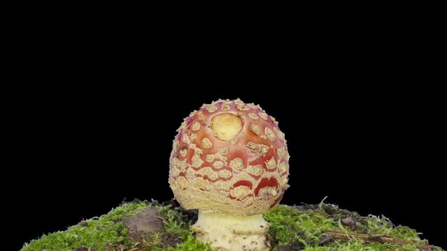 Time-lapse of growing fly agaric (Amanita Muscaria) mushroom in a forest 11a3 in RGB + ALHA matte format isolated on black background
