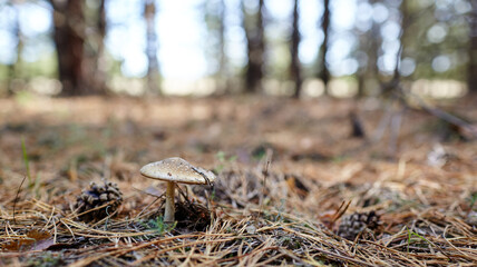 Toxic and hallucinogen mushroom Fly Agaric in needles and leaves on autumn forest background. Amanita Muscaria, poisonous mushroom. Selective focus, blurred background