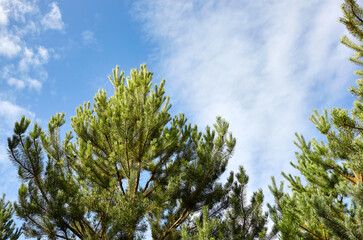 Forest against the sky. Pine trees against a blue sky with clouds on a sunny day