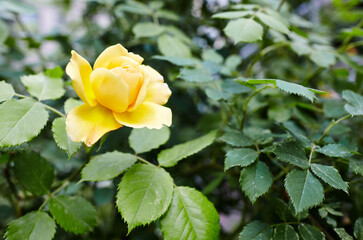 Obraz premium Yellow rose in the garden. A bush of beautiful rose in summer light. Beautiful spring or summer blooming rose plant