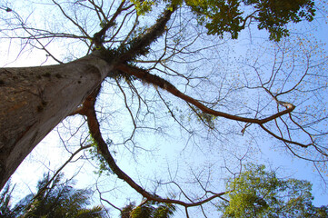 tree with sky