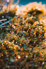 Moss and its flowers with dew drops.
