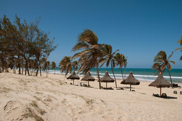 trees on the beach
