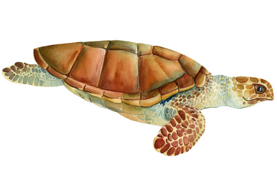 Sea turtle on an isolated white background. Watercolor drawing