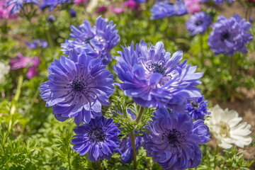 紫な花