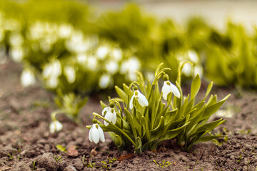 Spring white fresh snowdrops flower Galanthus in the ground in the garden