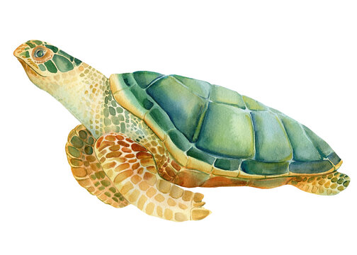 Sea turtle on an isolated white background. Watercolor drawing