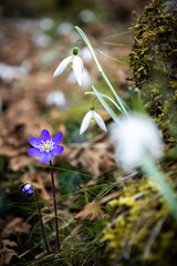 flowers in the forest