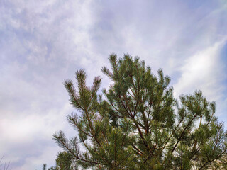 pine branches stretching into the sky.pine branches on sky background.solitary trees on a background of blue sky.
