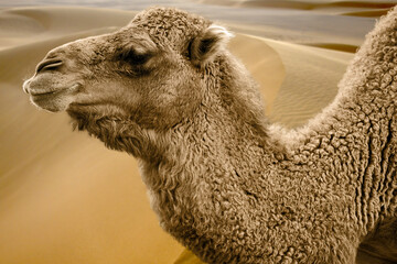 Side view of camel, Camelidae, in front of sand dunes in background