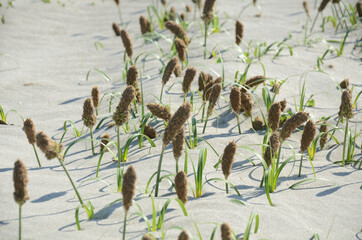 砂浜の植物コウボウムギ