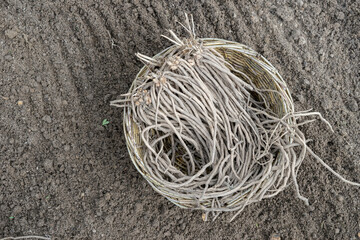 basket with asparagus plants on soil